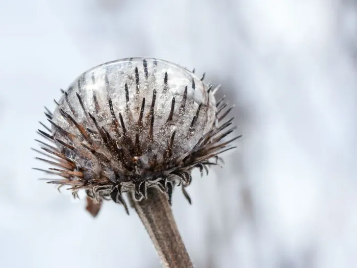 Framed Print : Frozen Echinacea Framed Print : Frozen Echinacea
