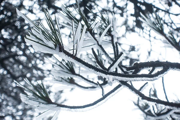 frozen pine, Mt. huangshan, Anhui, China