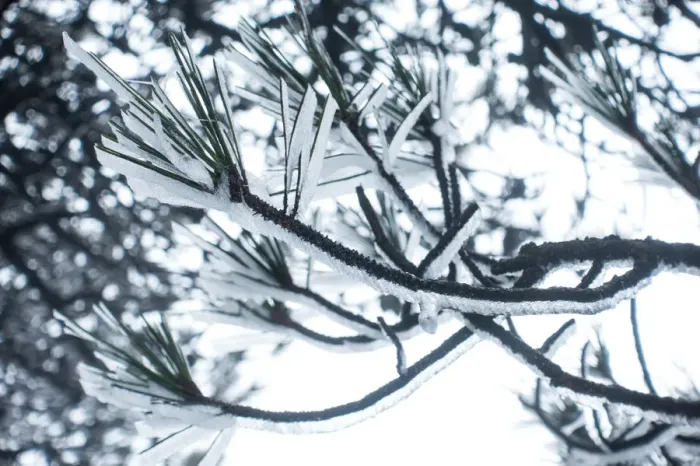 Framed Print : frozen pine, Mt. huangshan, Anhui, China Framed Print : frozen pine, Mt. huangshan, Anhui, China