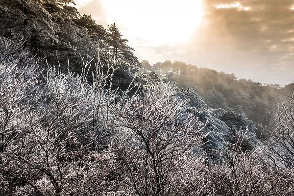 frozen pine, Mt. huangshan, Anhui, China