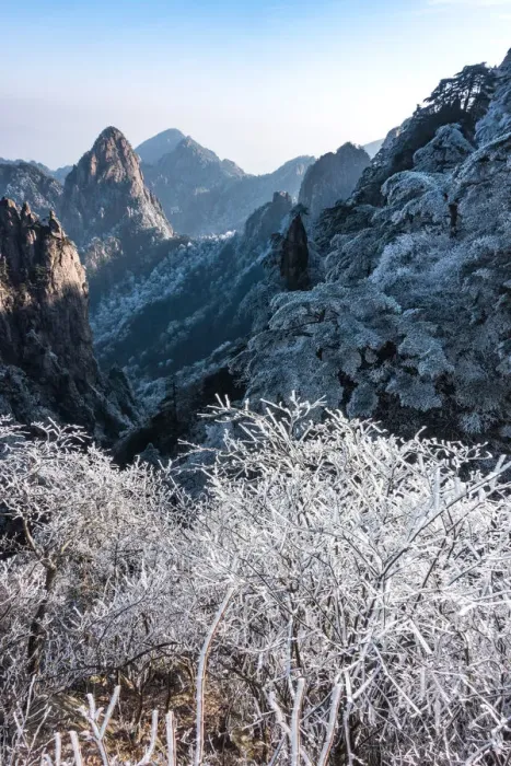 Framed Print : frozen pine, Mt. huangshan, Anhui, China Framed Print : frozen pine, Mt. huangshan, Anhui, China