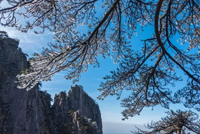 Framed Print : frozen pine, Mt. huangshan, Anhui, China Framed Print : frozen pine, Mt. huangshan, Anhui, China