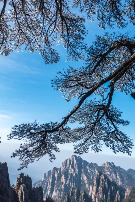 Framed Print : frozen pine, Mt. huangshan, Anhui, China Framed Print : frozen pine, Mt. huangshan, Anhui, China