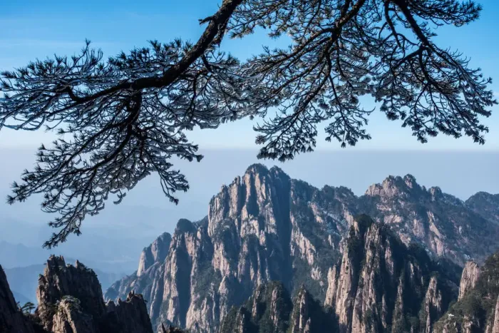 Framed Print : frozen pine, Mt. huangshan, Anhui, China Framed Print : frozen pine, Mt. huangshan, Anhui, China