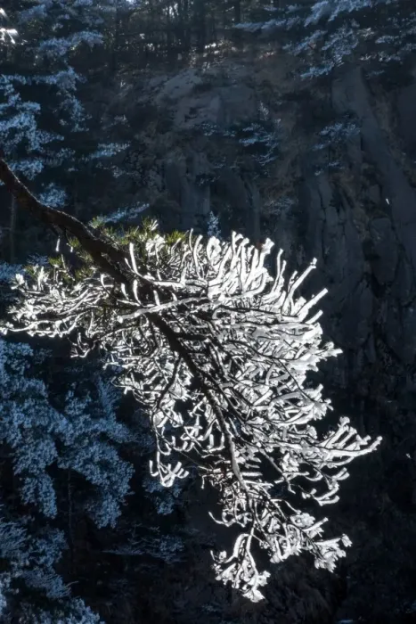 Framed Print : frozen pine, Mt. huangshan, Anhui, China Framed Print : frozen pine, Mt. huangshan, Anhui, China