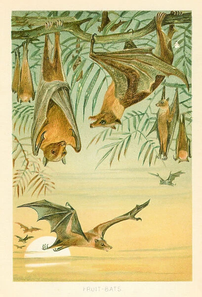 Fruit bats chromolithograph 1896