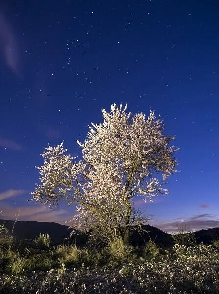 Fruit-bearing tree in flower a starry night