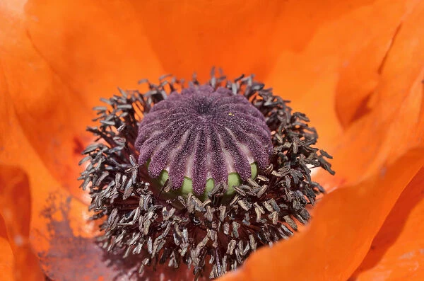 Fruit capsule and pollen tubes of a red poppy blossom, Oriental poppy -Papaver orientale-