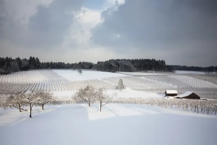 Framed Print : Fruit orchard in winter, bei Wasserburg, Baden-Wurttemberg, Germany Framed Print : Fruit orchard in winter, bei Wasserburg, Baden-Wurttemberg, Germany