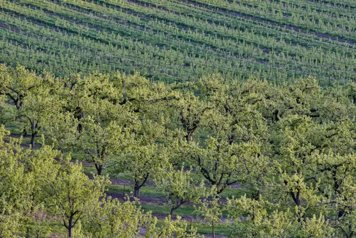 Framed Print : Fruit Orchards near Hood River, Oregon, USA Framed Print : Fruit Orchards near Hood River, Oregon, USA