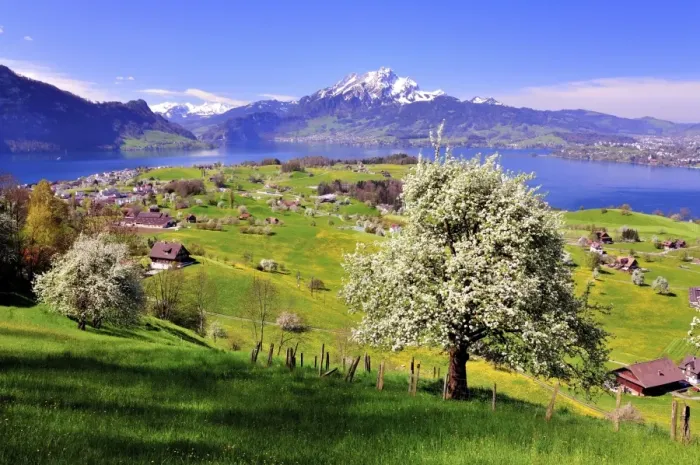 Framed Print : Fruit trees in full bloom near Weggis, Lake Lucerne and Mount Pilatus at the back, Canton of Lucerne, Switzerland Framed Print : Fruit trees in full bloom near Weggis, Lake Lucerne and Mount Pilatus at the back, Canton of Lucerne, Switzerland