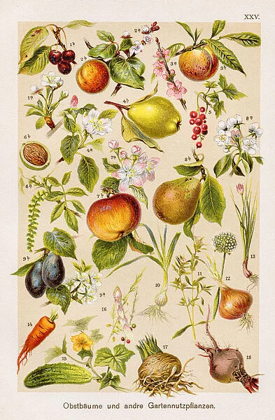 Fruit trees and other garden crops Chromolithography 1899