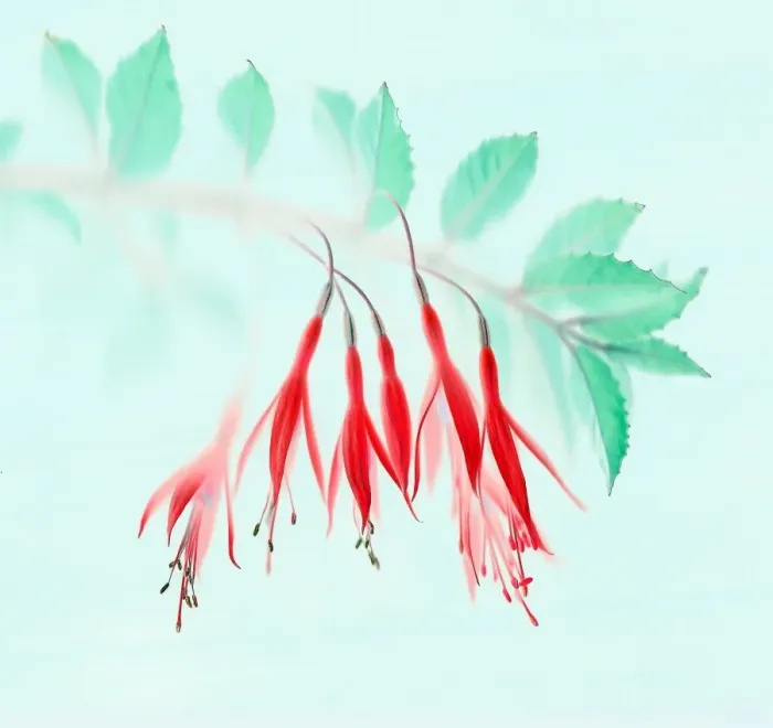 Framed Print : Fuchsia. Scanned fuchsia inverted and hue readjusted Framed Print : Fuchsia. Scanned fuchsia inverted and hue readjusted