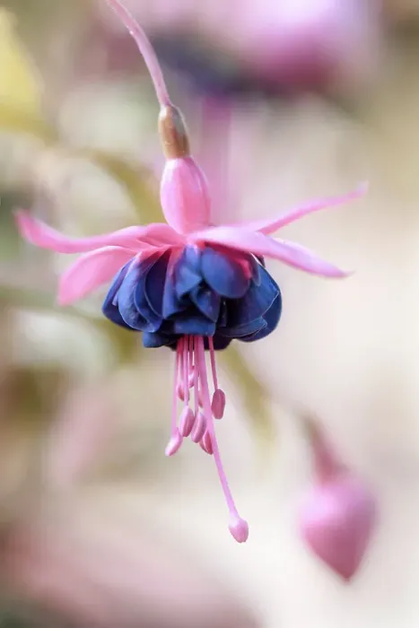 Framed Print : Fuchsia. Close up of a fuchsia flower Framed Print : Fuchsia. Close up of a fuchsia flower