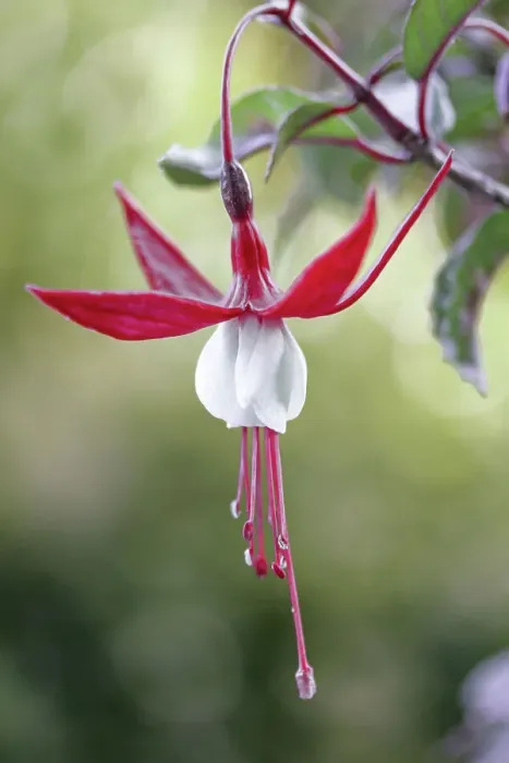Framed Print : Fuchsia. Close up of a single Fuchsia flower Framed Print : Fuchsia. Close up of a single Fuchsia flower