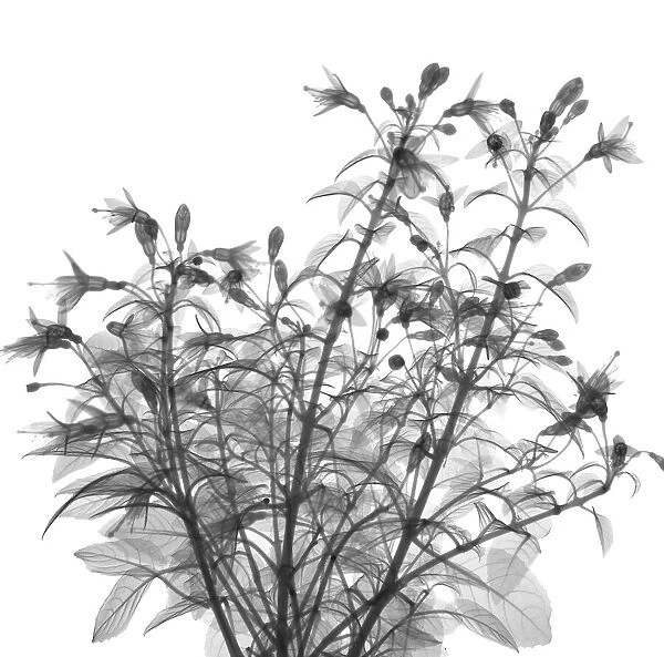Fuchsia bush, X-ray