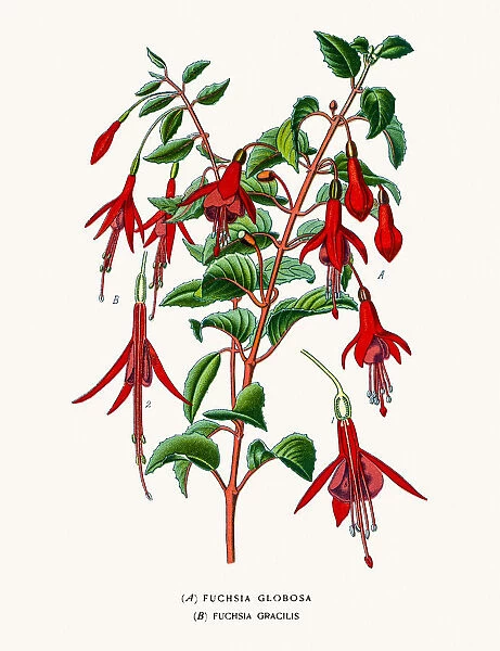 Fuchsia flowes