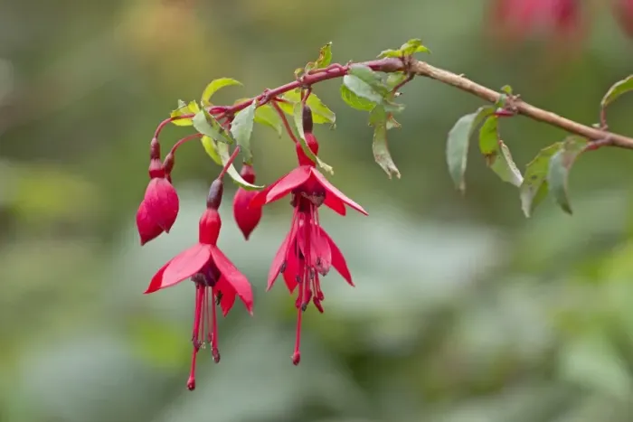 Framed Print : Fuchsia -Fuchsia-, Glencolumbkille, County Donegal, Ireland, Europe Framed Print : Fuchsia -Fuchsia-, Glencolumbkille, County Donegal, Ireland, Europe