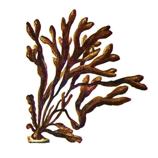 Fucus vesiculosus, known by the common names bladder wrack, black tang, rockweed, bladder fucus