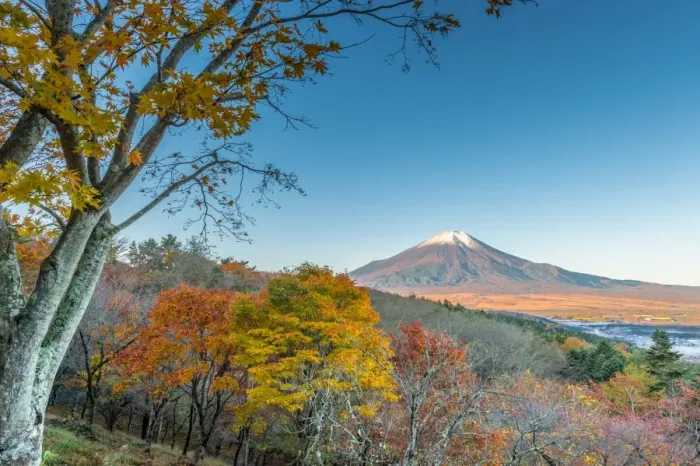 Framed Print : Fuji autumnal scenery Framed Print : Fuji autumnal scenery