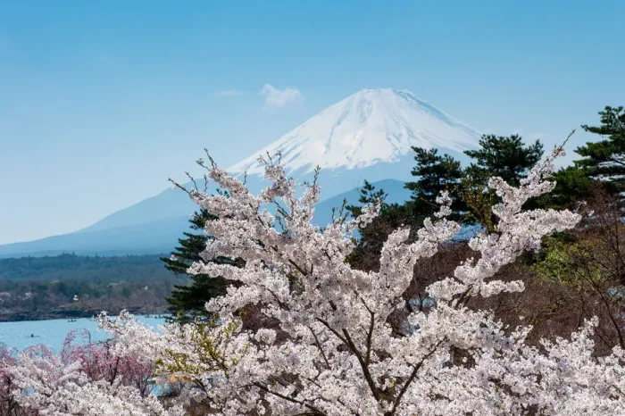 Framed Print : Fuji and Sakura Framed Print : Fuji and Sakura