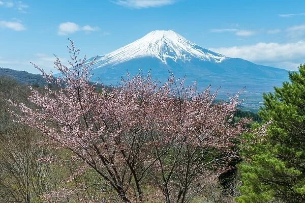 Fuji and Sakura from Oshino-mura