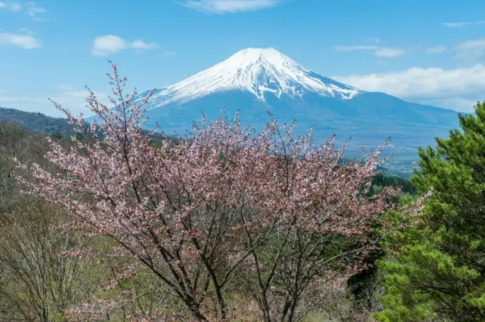 Framed Print : Fuji and Sakura from Oshino-mura Framed Print : Fuji and Sakura from Oshino-mura