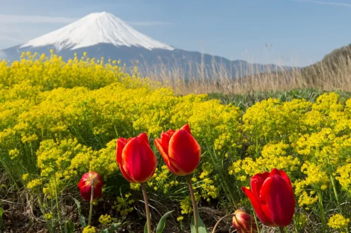 Framed Print : Fuji and spring flowers Framed Print : Fuji and spring flowers