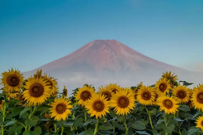 Framed Print : Fuji and Sunflower Framed Print : Fuji and Sunflower
