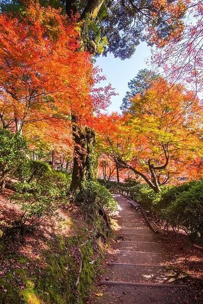 fukuoka Red maple tree in autumn before winter foiliage, japan