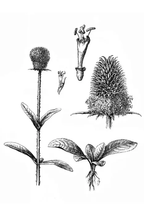Framed Print : Fullers teasel (Dipsacus fullonum) Framed Print : Fullers teasel (Dipsacus fullonum)