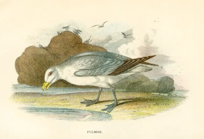 Framed Print : Fulmar birds from Great Britain 1897 Framed Print : Fulmar birds from Great Britain 1897