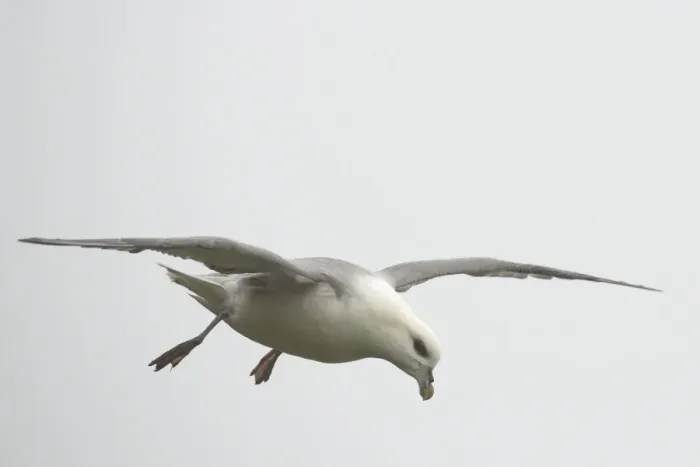 Framed Print : Fulmar -Fulmarus glacialis- in flight, Mykines, Faroe Islands, Denmark Framed Print : Fulmar -Fulmarus glacialis- in flight, Mykines, Faroe Islands, Denmark