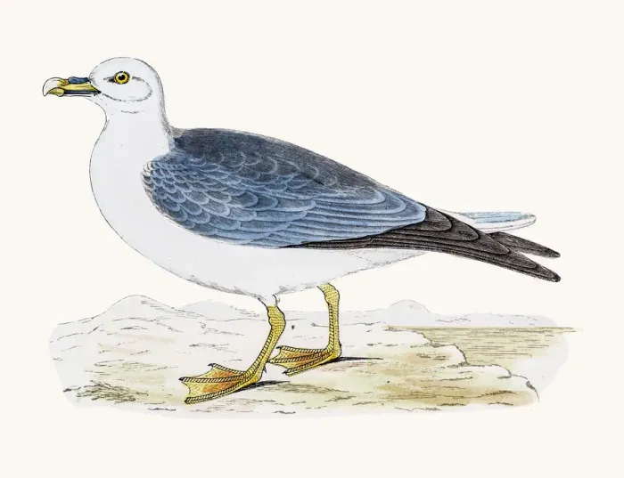 Framed Print : Fulmar Petrel Framed Print : Fulmar Petrel