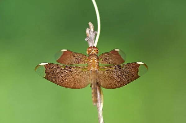 Fulvous Forest Skimmer -Neurothemis fulvia-, female, Siem Reap, Cambodia, Southeast Asia, Asia