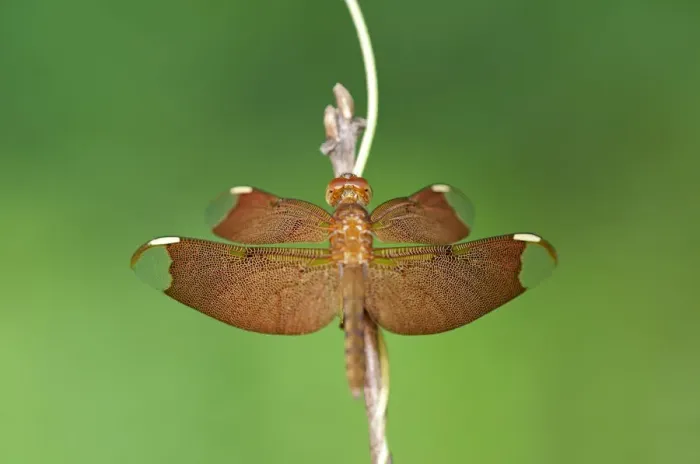 Framed Print : Fulvous Forest Skimmer -Neurothemis fulvia-, female, Siem Reap, Cambodia, Southeast Asia, Asia Framed Print : Fulvous Forest Skimmer -Neurothemis fulvia-, female, Siem Reap, Cambodia, Southeast Asia, Asia