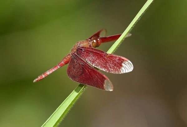 Fulvous forest skimmer -Neurothemis fulvia-, male, Siem Reap, Cambodia, Southeast Asia, Asia