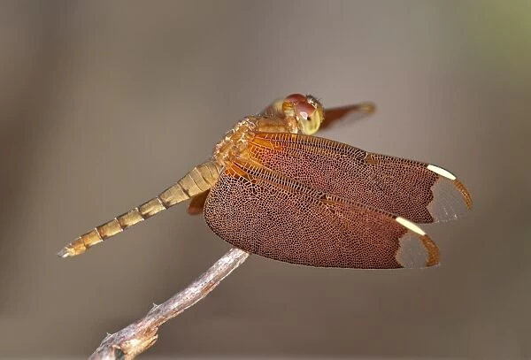 Fulvous forest skimmer -Neurothemis fulvia-, female, Siem Reap, Cambodia, Southeast Asia, Asia