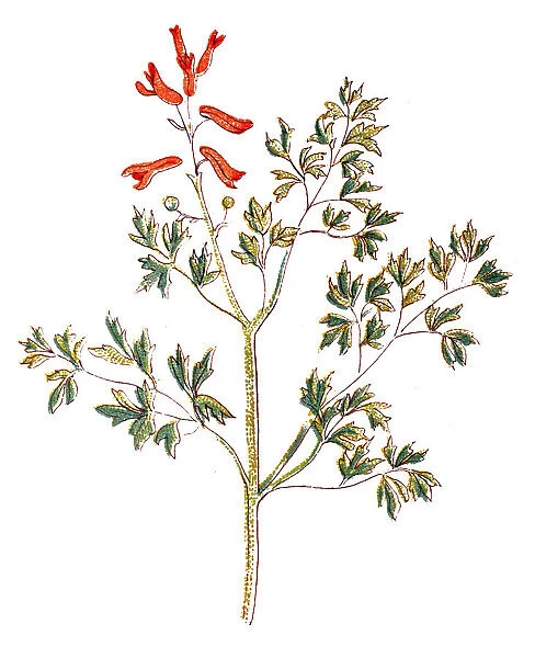 Fumaria officinalis, the common fumitory, drug fumitory or earth smoke