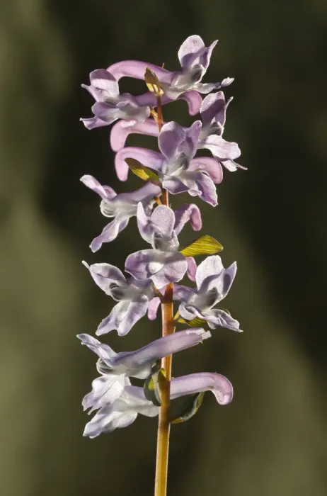 Framed Print : Fumewort -Corydalis bulbosa-, inflorescence, Untergroeningen, Baden-Wuerttemberg, Germany, Europe