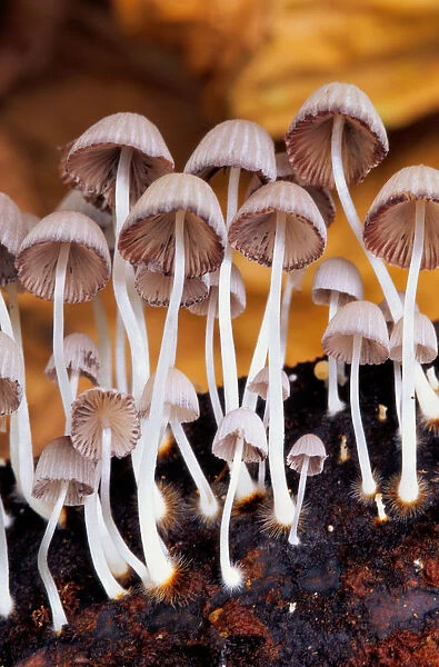 Fungi, long stemmed and brightly lit, Maui, Hawaii, USA