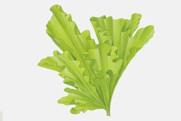 Framed Print : Funnel shaped, curly, bright green leaves of Ulva sp. Sea Lettuce