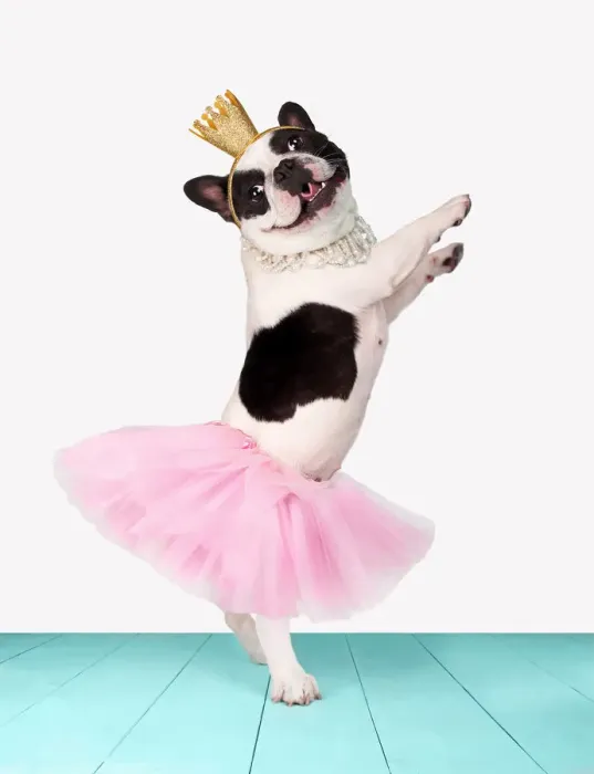 Framed Print : Funny bulldog ballerina Framed Print : Funny bulldog ballerina