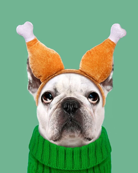 Funny dog wearing Thanksgiving turkey leg headband