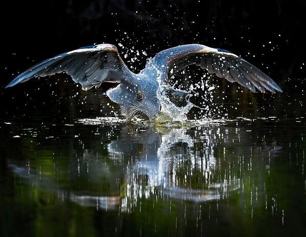 Funny Dramatic Portrait of Great Blue Heron Splash at Fort Myers Beach, Florida