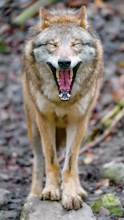 Framed Print : Funny Mongolian Wolf Yawining Framed Print : Funny Mongolian Wolf Yawining