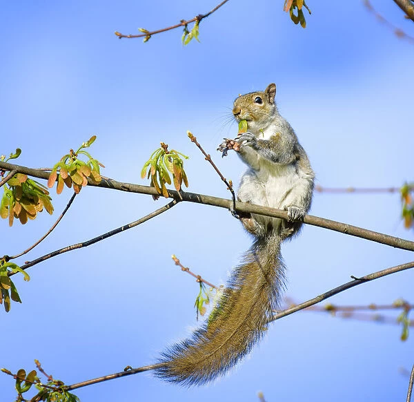 Funny Squirrel Eating Leaves Against Blue Sky in available as Framed  Prints, Photos, Wall Art and Photo Gifts #20626457