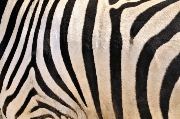 Framed Print : Fur coat of a Plains Zebras (Equus quagga), Etosha National Park, Namibia, Africa Framed Print : Fur coat of a Plains Zebras (Equus quagga), Etosha National Park, Namibia, Africa