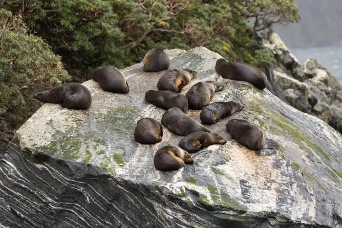 Framed Print : Fur Seals relaxing on rocks