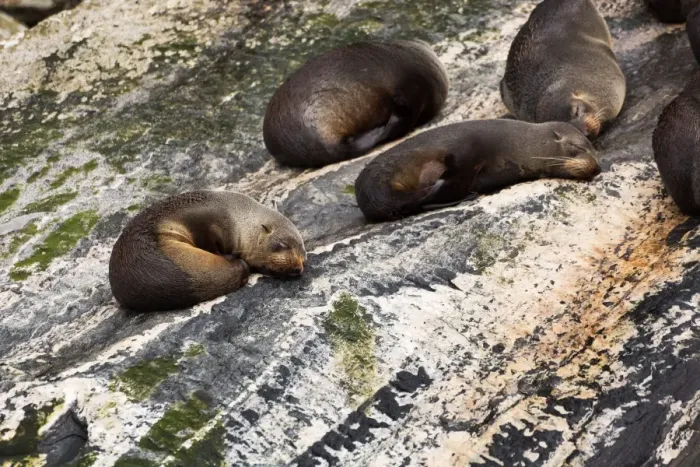 Framed Print : Fur Seals relaxing on rocks Framed Print : Fur Seals relaxing on rocks